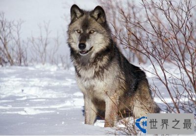 ​世界上最大的犬科动物,北美灰狼战斗力媲美雄狮(重90公斤/高90cm)