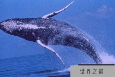 ​世界上舌头最长的动物：蓝鲸(舌头重达3吨/能站立50个人)