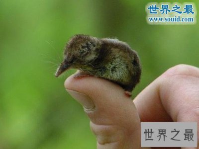 ​世界上最小的哺乳动物，鼩鼱(仅重3克/长4厘米)