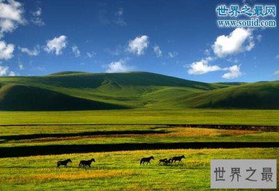 ​中国四大草原，呼伦贝尔/锡林郭勒/伊犁/那曲高寒