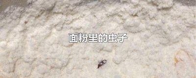 ​面粉里的虫子