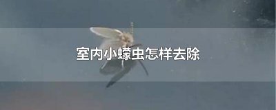 ​室内小蠓虫怎样去除