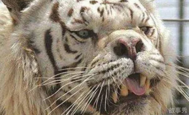 网络图片(侵删)