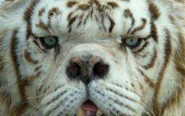 网络图片(侵删)