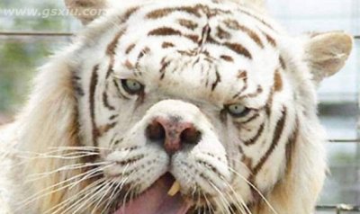 ​世界最丑老虎 面容狰狞五官丑陋(短鼻牙齿突出)