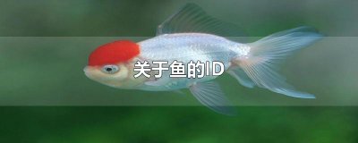 ​关于鱼的ID