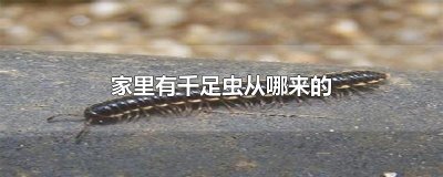 ​家里有千足虫从哪来的