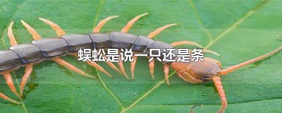 ​蜈蚣用只还是条 一条蜈蚣对不对