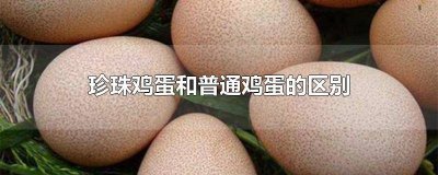 ​珍珠鸡蛋跟普通鸡蛋有什么差别 珍珠鸡蛋和普通鸡蛋对比