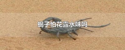 ​蝎子怕花露水味吗