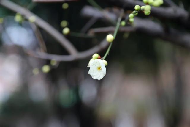 现代诗精选十首（王柏亭诗词咏梅三十首）(4)