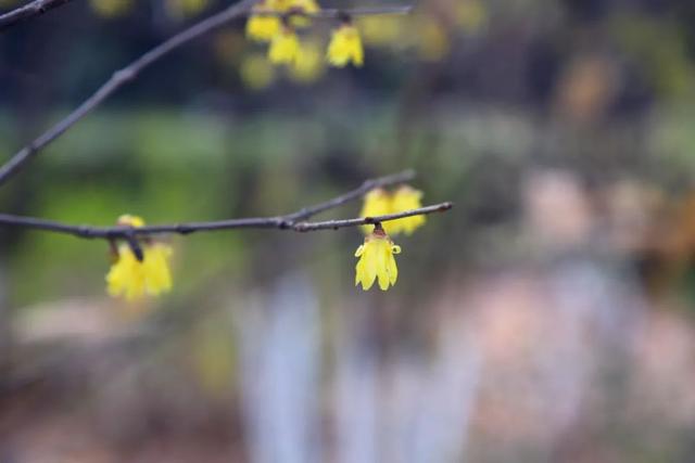 现代诗精选十首（王柏亭诗词咏梅三十首）(3)