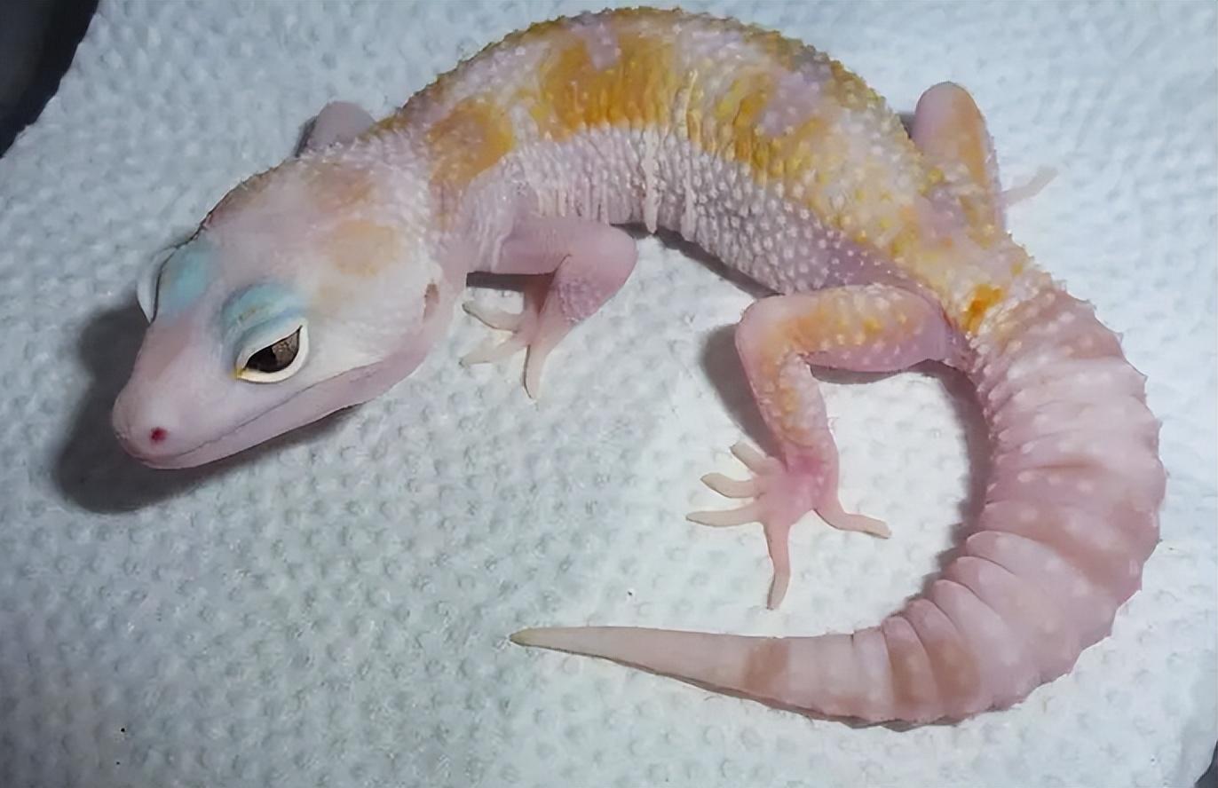 福瑞控(永劫官方暗藏福瑞控？)