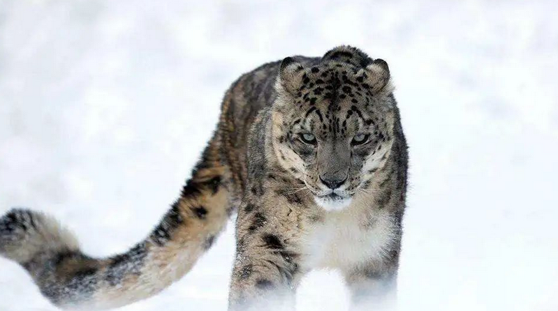 福瑞控(永劫官方暗藏福瑞控？)