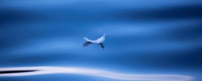 ​动物羽毛属于什么垃圾