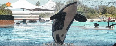 ​虎鲸是哺乳动物吗