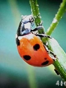 ​七星瓢虫吃什么(七星瓢虫简介)