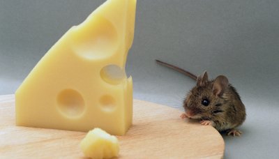 ​樟脑丸可以防老鼠吗