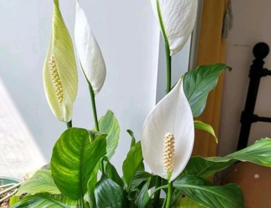 ​白掌总是光长叶不开花？这几点原因，尝试对症解决