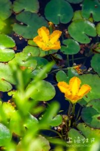 ​水上花是什么花 水上花百科