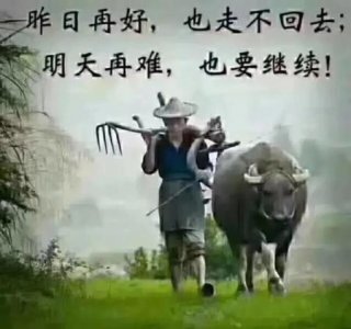 ​养10头牛一年能赚多少钱(养十头母牛需要投资多少)