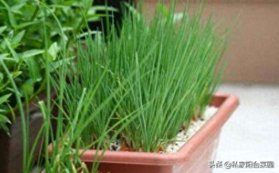 ​蔬菜总生虫，6个方法自制杀虫剂，便宜又好用