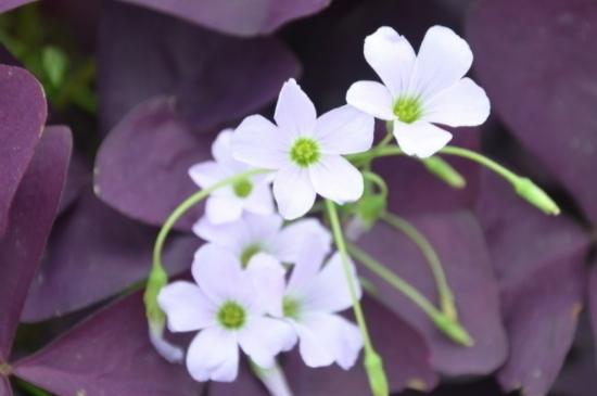 紫叶酢浆草的养殖方法和注意事项(图4)