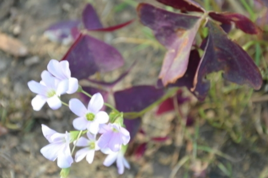 紫叶酢浆草的养殖方法和注意事项(图2)