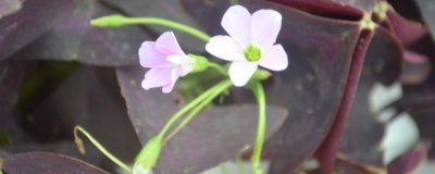 ​紫叶酢浆草的养殖方法和注意事项