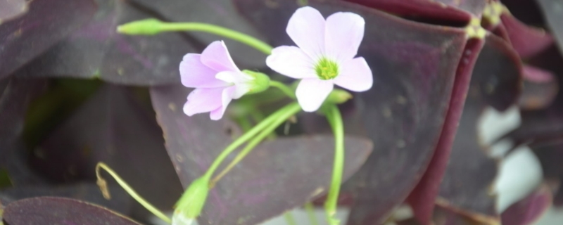 紫叶酢浆草的养殖方法和注意事项(图1)