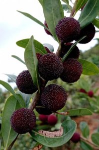 ​杨梅怎么清洗才能洗得干净（怎么清洗杨梅最干净的小窍门）