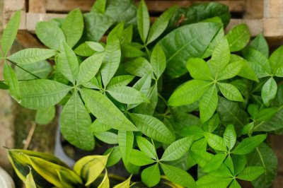 ​你家的芦荟发财树…从来不开花？只学1招，连开5年不是事！