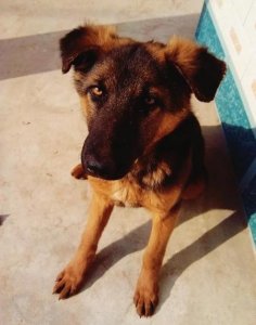 ​过年各地的特色美食(春节美食大盘点)