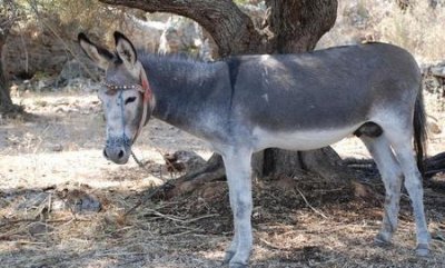 ​农村养驴有销路吗(养一头驴的成本与利润)