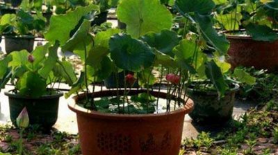 ​小镇上适合做点什么小生意，在家乡的小镇上适合做点什么生意呢?