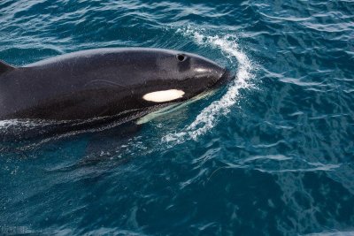 ​一美国潜水员被巨鲸一口吞下，险象逃生