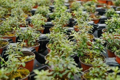 ​杜鹃花怎么养家庭养法，打蔫怎么挽救