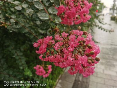 ​紫薇夏天怎么养才适合？