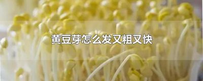 ​黄豆芽怎么发又粗又快