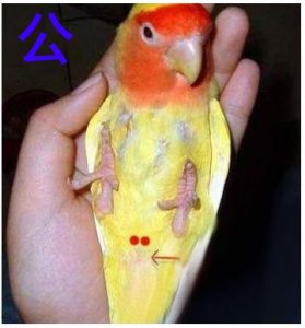 ​新手注意！教你如何正确辨别牡丹鹦鹉的雌雄！