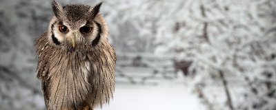 ​猫头鹰是几级国家保护动物