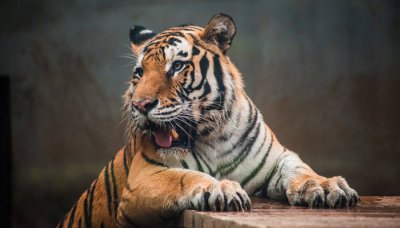 ​野外战斗打一个动物 野外大战打一动物生肖