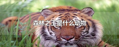 ​森林之王是什么动物