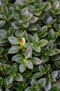 ​金鱼吊兰的养殖技巧