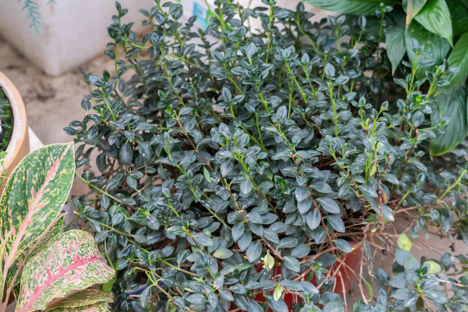 金鱼吊兰 金鱼吊兰