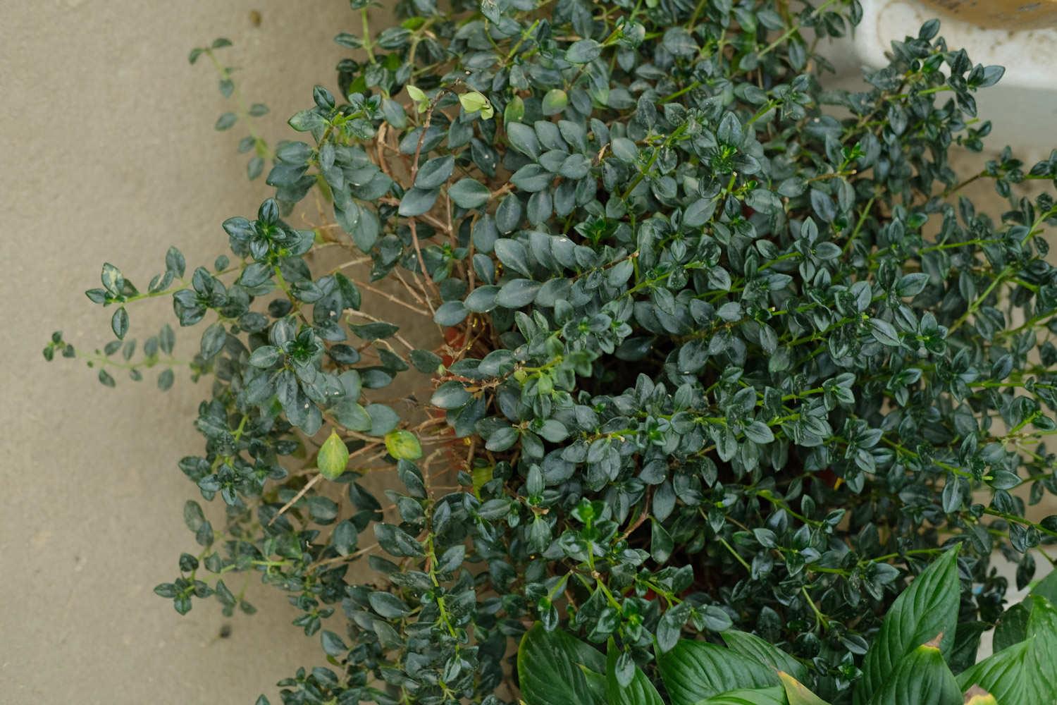 金鱼吊兰 金鱼吊兰