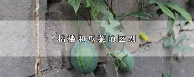 ​栝蒌是什么中药 栝楼瓜功效