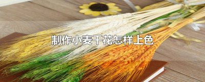 ​小麦干花染色制作 小麦如何做成干花
