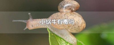 ​小蜗牛有毒吗?可以拿着玩不? 小蜗牛有毒吗能养吗