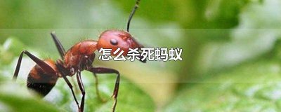 ​怎么消灭蚂蚁简单有效的方法 彻底杀死蚂蚁的方法